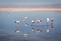 051 Atacama, Chaxa Lagoon